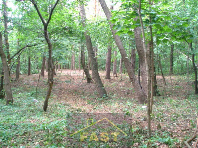 Działka leśna w Otwocku.
